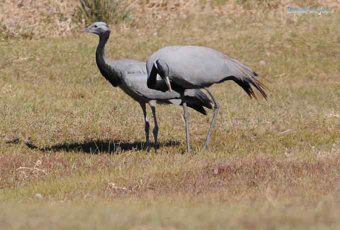 达里诺尔湖的蓑羽鹤 达里诺尔湖的蓑羽鹤