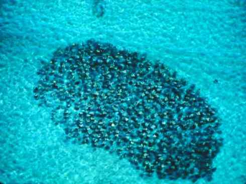 自然奇观：动物大迁徙(鲼)