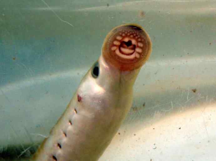 鱼类活化石：背眼七鳃鳗