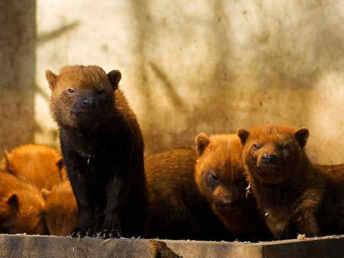 犬科：薮犬亚科薮犬属之薮犬