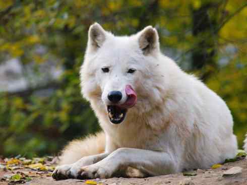 犬科：犬亚科犬属之灰狼