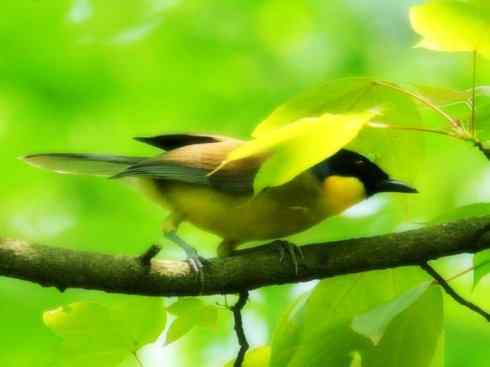 美丽无罪：雀鸟之噪鹛