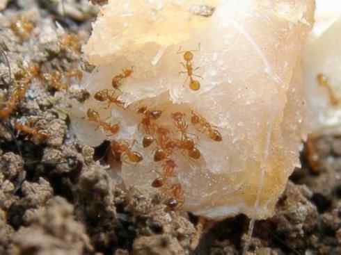 十大喜食蜂蜜动物:法老蚁 十大喜食蜂蜜动物:法老蚁