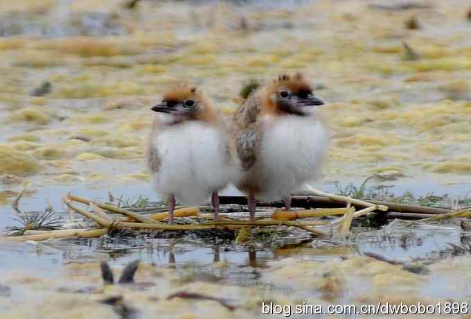 灰斑鸠踩蛋 wbr须浮鸥育雏