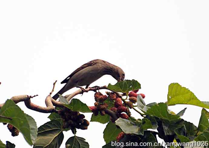 朱雀（记录版）