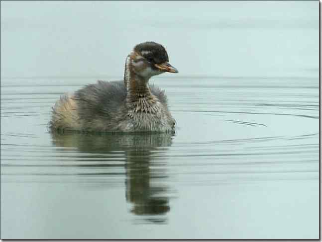 奥体公园观赏小鸊鷉