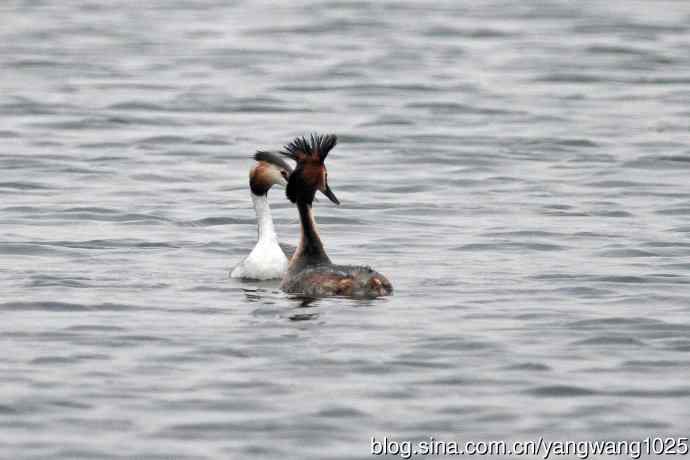 蜜月中的凤头