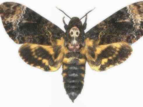 十大喜食蜂蜜动物:鬼脸天蛾 十大喜食蜂蜜动物:鬼脸天蛾