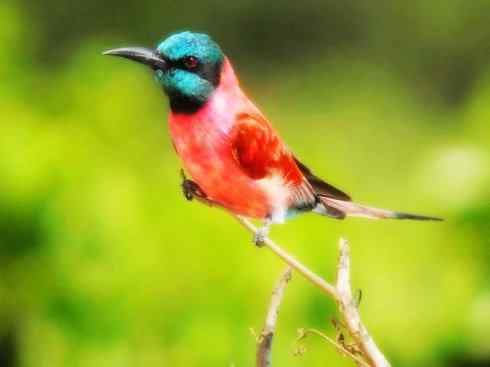 极品红色鸟类:红蜂虎 极品红色鸟类:红蜂虎