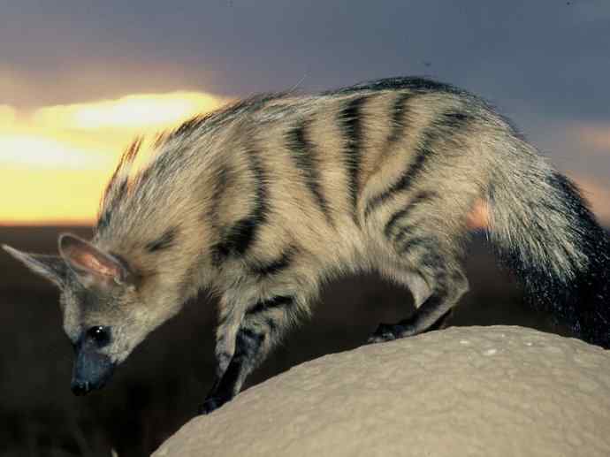 犬科：犬亚科犬属之西门豺、侧纹豺（胡狼类）