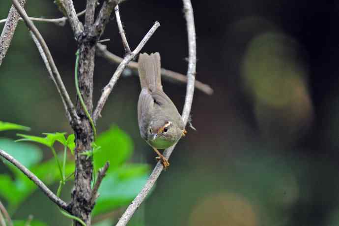 巨嘴柳莺(9) 巨嘴柳莺(9)
