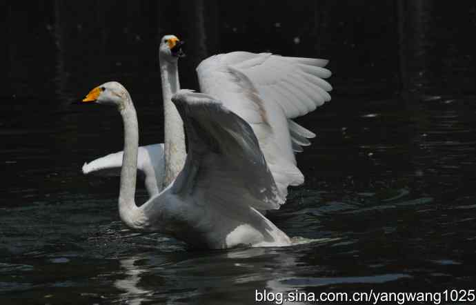 舞（天鹅之舞）