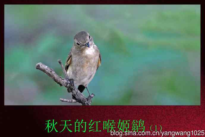 北京天坛公园的鸟类——秋天的红喉姬鹟（1）