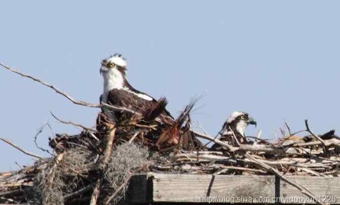 佛罗里达湖边 鱼鹰护巢