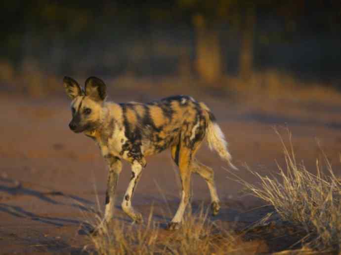 犬科：薮犬亚科非洲野犬属之非洲野犬