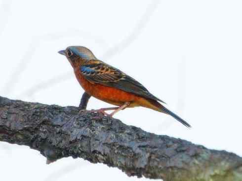 美丽无罪:雀鸟之矶鸫 美丽无罪:雀鸟之矶鸫