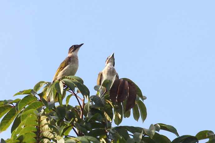摄鸟拾趣 白头鹎的再邂逅