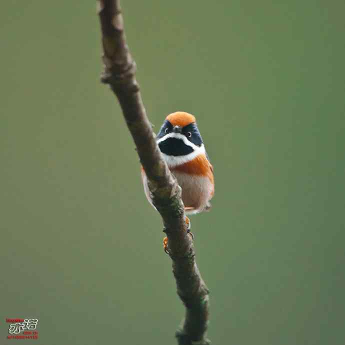 洋县的红头长尾山雀 洋县的红头长尾山雀