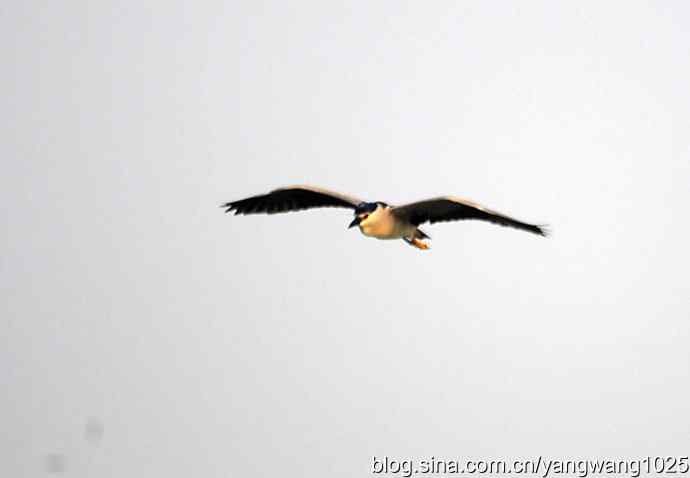 轻雾中的夜鹭 轻雾中的夜鹭