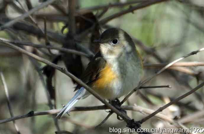 野生鸟（红肋蓝尾鸲）2