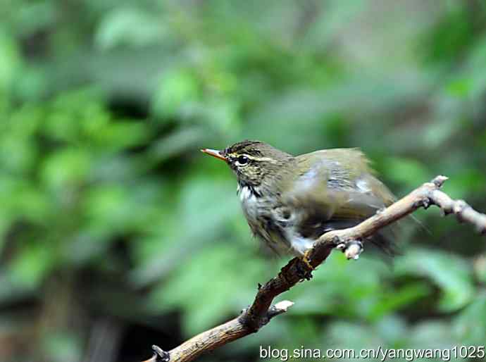 极北柳莺(浴后晾羽)3 极北柳莺(浴后晾羽)3