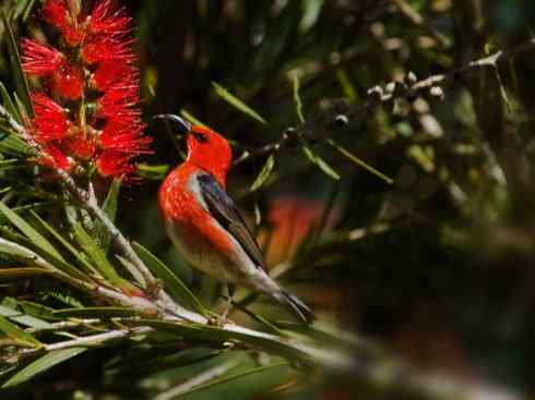 极品红色鸟类：绯红摄蜜鸟