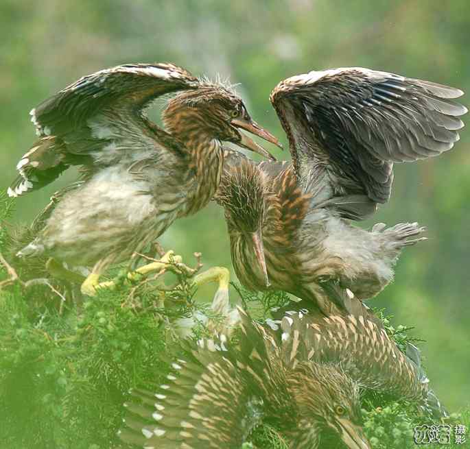 小白鹭与小夜鹭