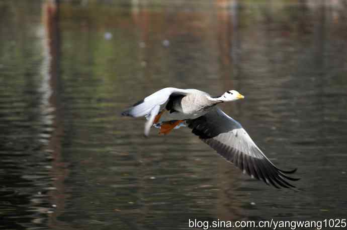 飞(斑头雁) 飞(斑头雁)