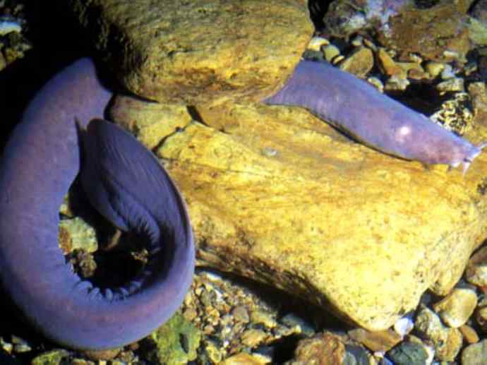 鱼类活化石：盲鳗