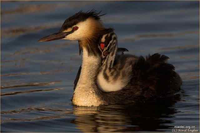 关于动物权利的立法探讨