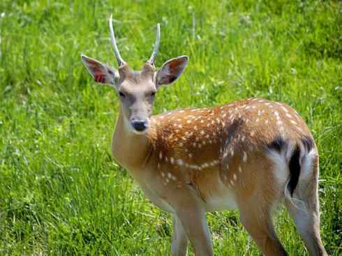 麒麟:传说的兽原型探秘(梅花鹿) 麒麟:传说的兽原型探秘(梅花鹿)