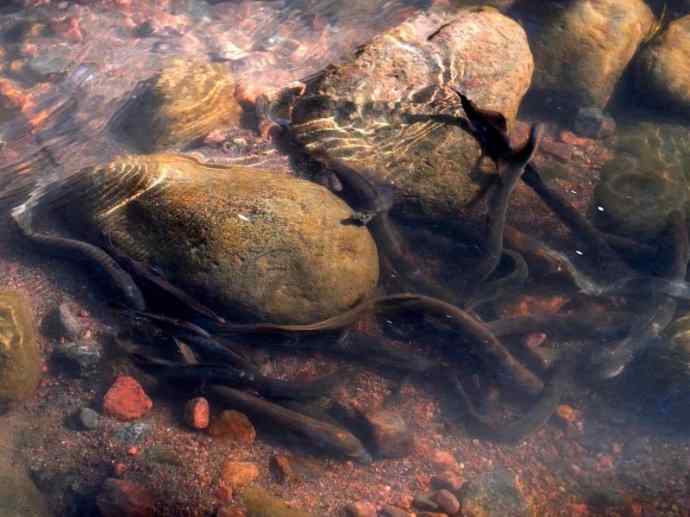 鱼类活化石：背眼七鳃鳗