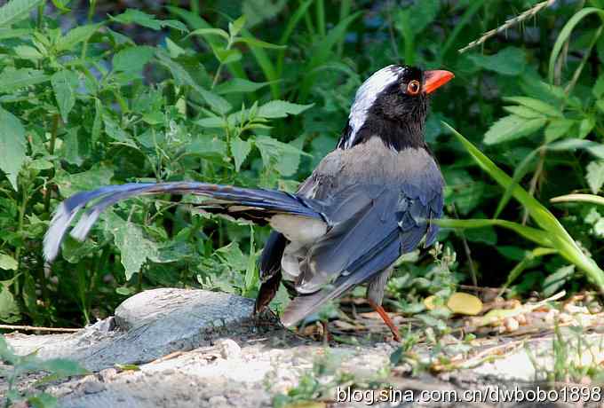 红嘴蓝鹊和它的宝宝