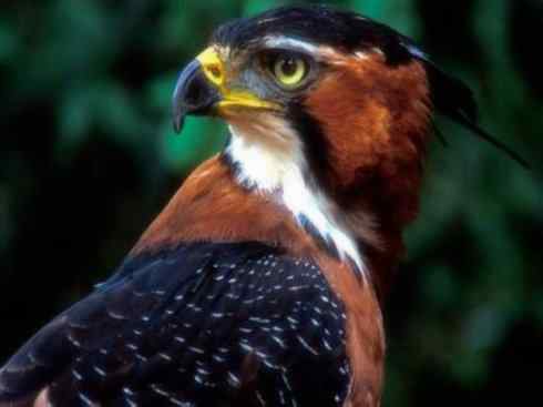 十大喜食蜂蜜动物：凤头蜂鹰