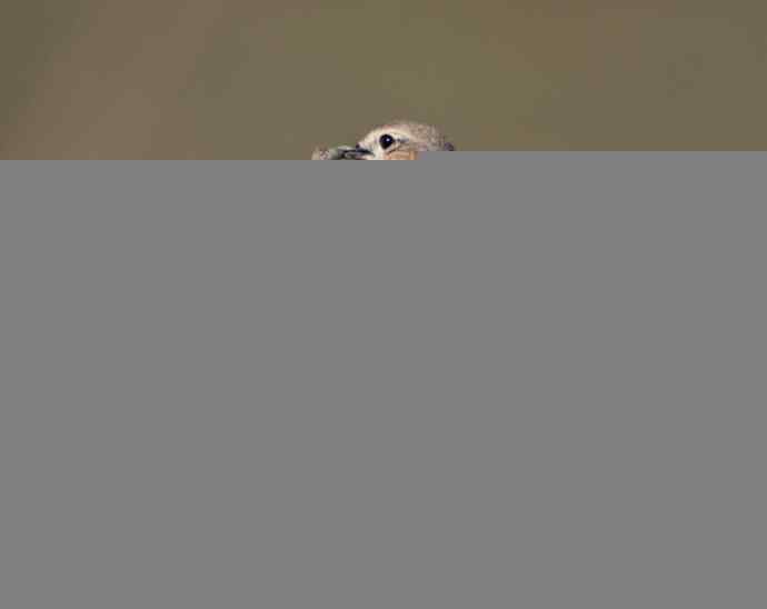 悬停，是一种尽职尽责（组图，22张图片）