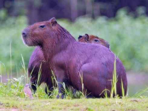 动物世界：山寨还是原创之十四