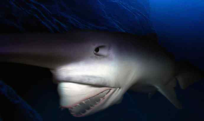 鱼类活化石：魔鬼鲨
