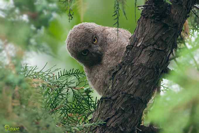 偶遇东方角鸮宝宝