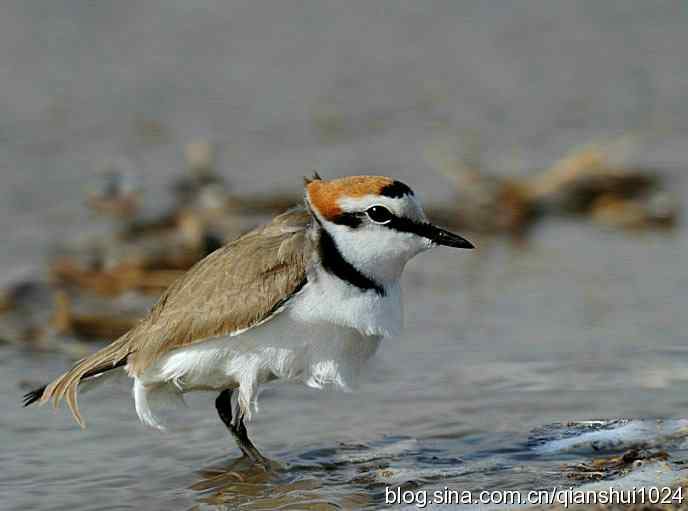 野鸭湖新拍小鸟.环颈鸻