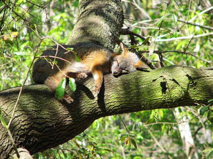 犬科：狐亚科灰狐属之灰狐、岛屿灰狐