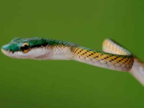 龙:传说的兽原型探秘(树蛇类)