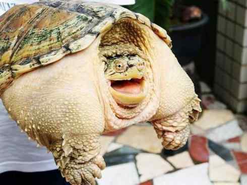 玄武：传说的兽原型探秘（鳄龟）