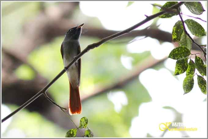 苦苦追寻鈥準俅澞瘛菊掌 苦苦追寻鈥準俅澞瘛菊掌