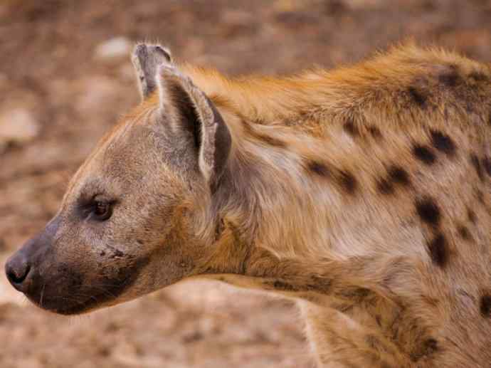 盘点十二大著名食蚁动物：土狼
