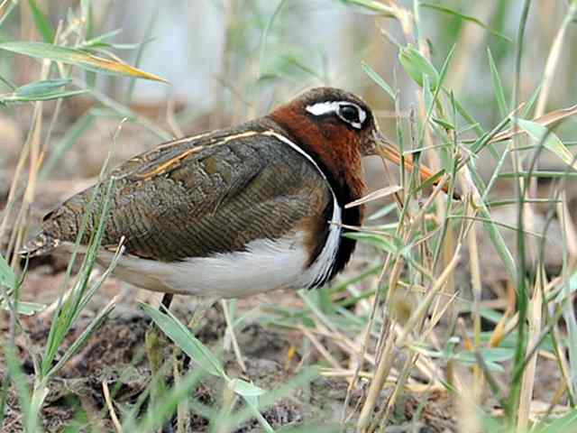 衡水湖印象(彩鹬及其它)