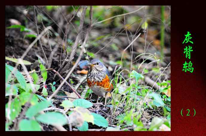 北京天坛公园的鸟类——灰背鸫（2）