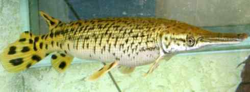 鱼类活化石:鳄雀鳝 鱼类活化石:鳄雀鳝