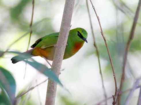 美丽无罪：雀鸟之绿鹛