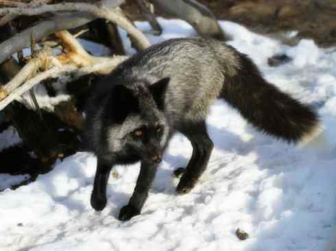 动物世界：山寨还是原创之十五