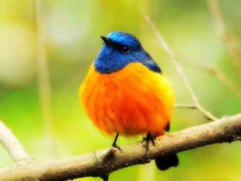 美丽无罪：雀鸟之红尾鸲